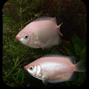 kissinggourami.jpg