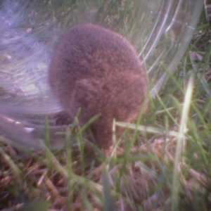 vole_getting_to_the_grass.jpg