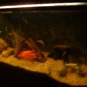 MyAquarium202.JPG