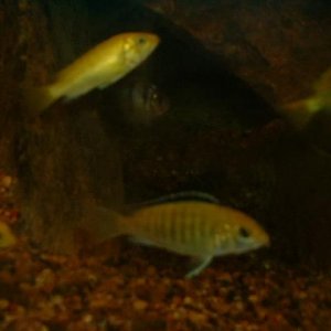 Electriccichlids.JPG