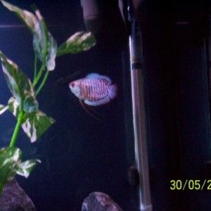 gourami.jpg