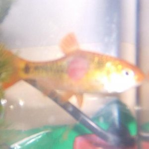 fish_018.jpg