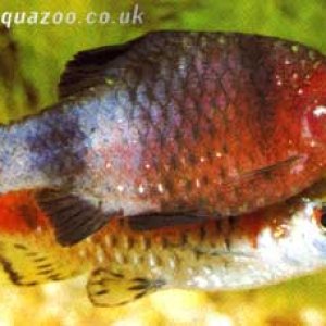 fish_Barbus_nigrofasciatus.jpg