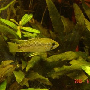 Apistogramma_Algodon_I_Male_Fit.JPG