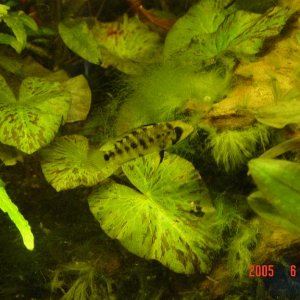 Apistogramma_Puerto_Narino_Female_Fit.JPG