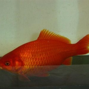 common_english_goldfish.JPG