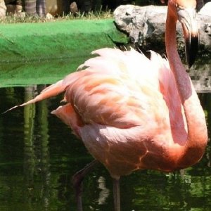 Flamingo.JPG