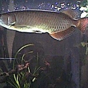 arowana_5.jpg