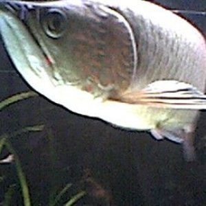 arowana_6.jpg