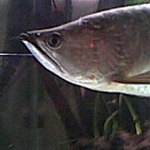 arowana_4.jpg