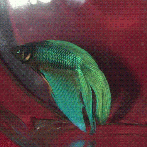 bettas.GIF