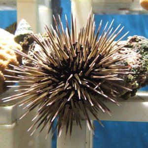 urchin.jpg