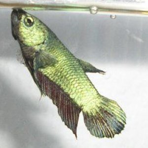 masked_betta_male.jpg