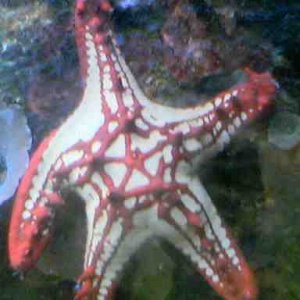 Starfish_UPLOAD.jpg