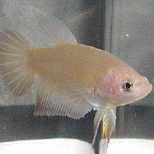 gold_20halfmoon_20female.jpg