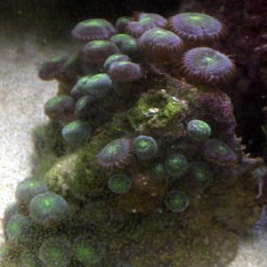 ButtonPolyp.jpg