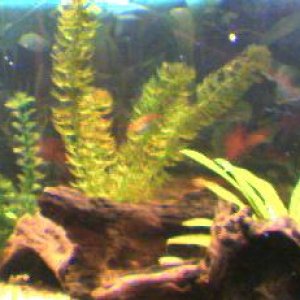 fish_tank_56.jpg