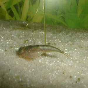 triops.jpg