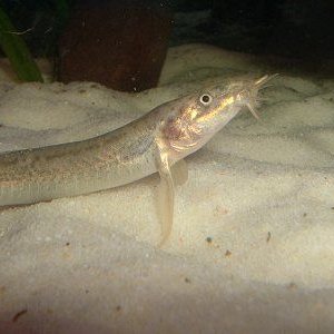 loach08141.jpg