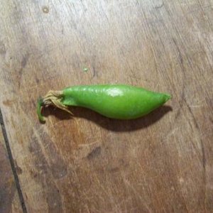 pea.jpg