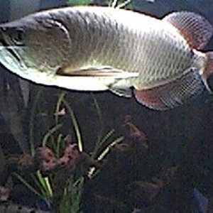 Arowana_3.jpg