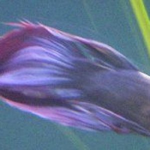 betta004.jpg