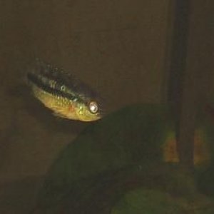 Cichlid_2_8th_Sept.jpg