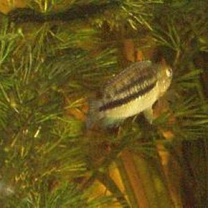 Cichlid_2_from_behind__9th_Sept.jpg