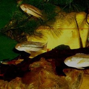 cichlids_with_pals2.JPG