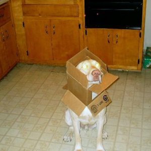 boxhead.jpg