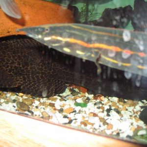 pleco.JPG