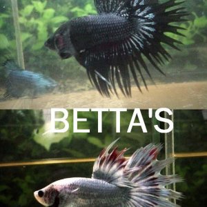 betta.jpg