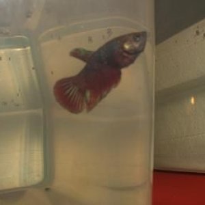 bettas_220.jpg