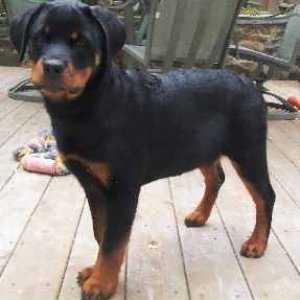 ROTTWEILER_PUPPY2.jpg