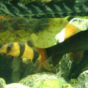 Clown_Loach.jpg