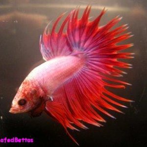 Crowntail_male_pic.JPG