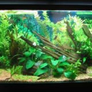 fish_tank_2_001.jpg