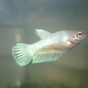 bettas_279.jpg