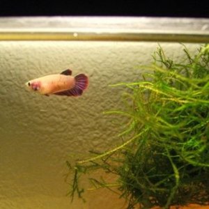 bettas_019.jpg