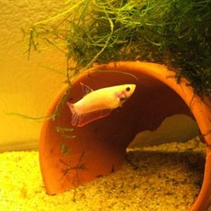 bettas_033.jpg