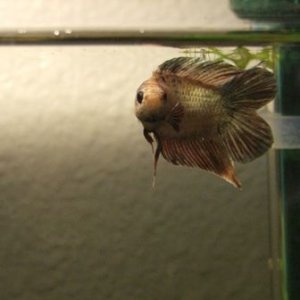 bettas_015.jpg