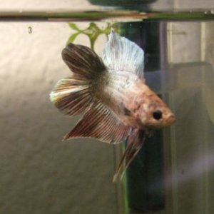 bettas_016.jpg