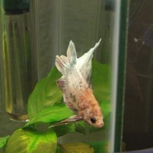 bettas_011n.jpg