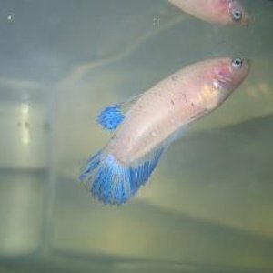 bettas_282.jpg