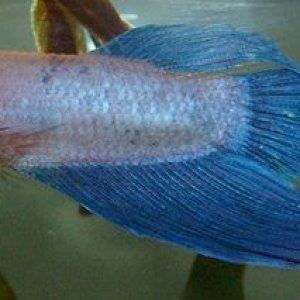 betta_side_view.jpg