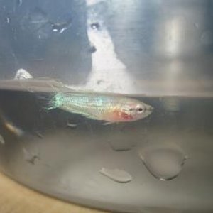 bettas_544.jpg