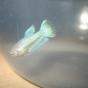 bettas_548.jpg