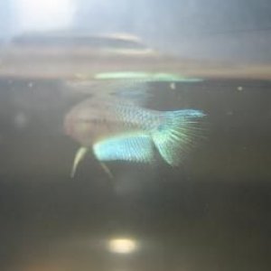 bettas_549.jpg