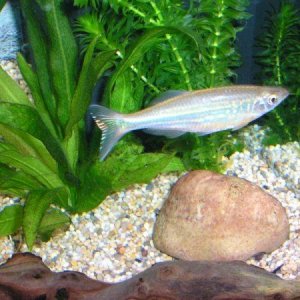 giant_danio.JPG