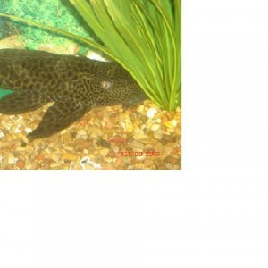 Pleco.jpg